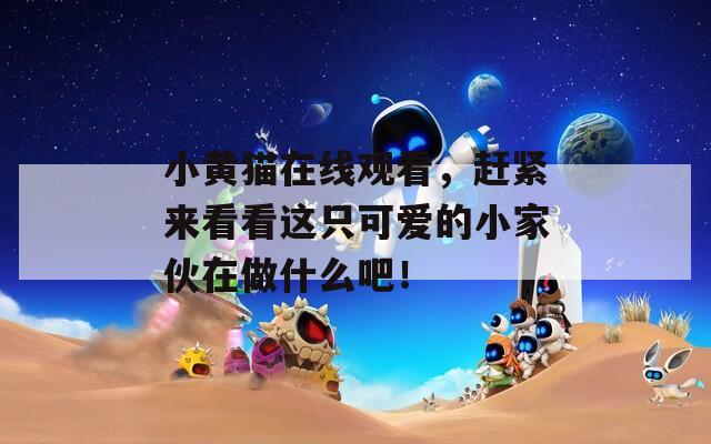 小黄猫在线观看，赶紧来看看这只可爱的小家伙在做什么吧！