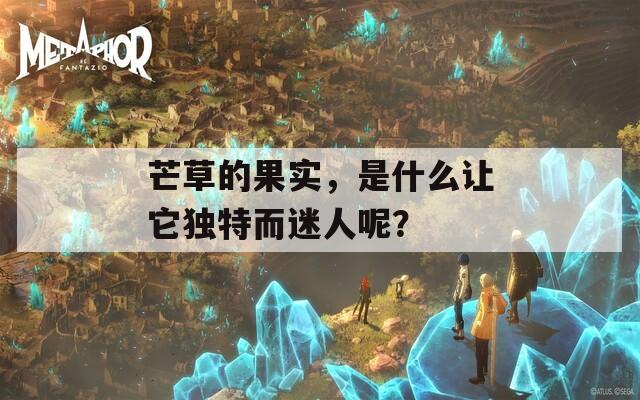 芒草的果实，是什么让它独特而迷人呢？