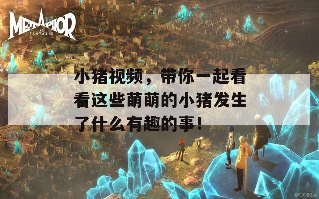 小猪视频，带你一起看看这些萌萌的小猪发生了什么有趣的事！